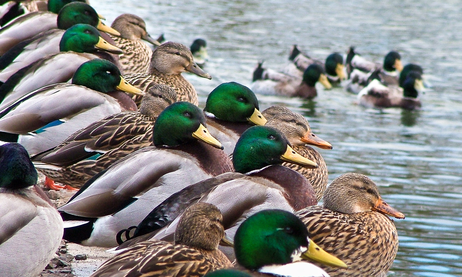 Ducktail criminal group targets Facebook Business with malware to take over accounts - Vimarsana News